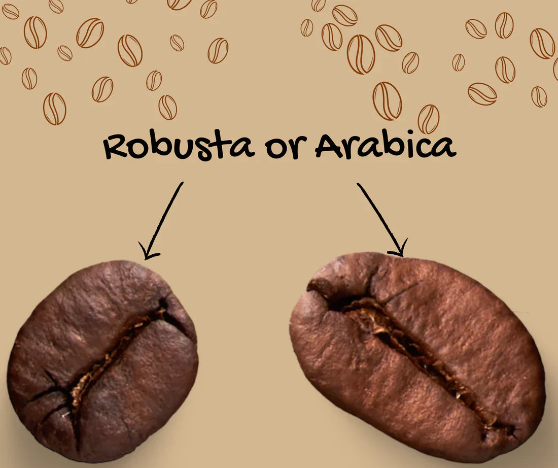 Arabica vs Robusta: What's the difference?